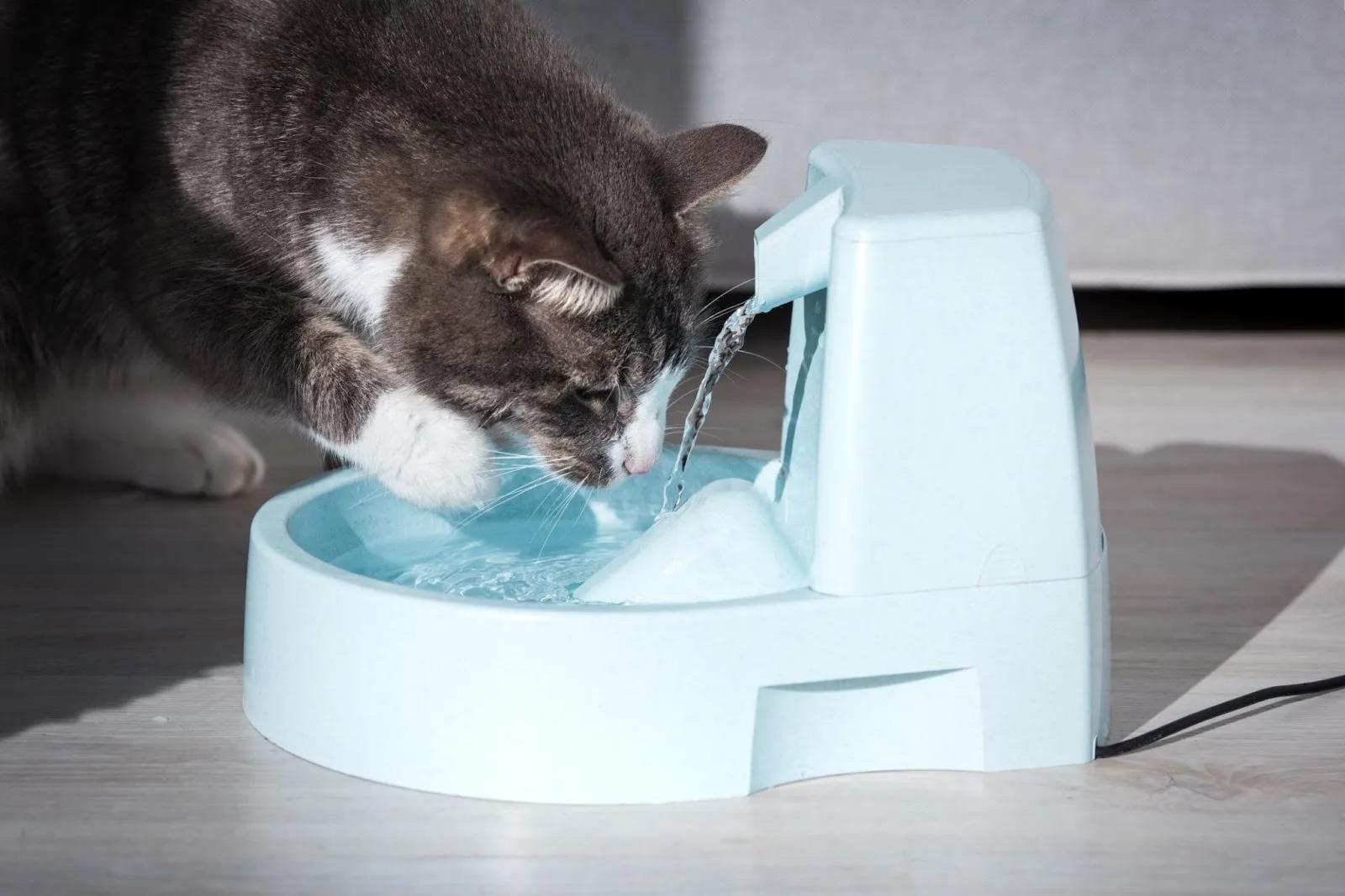FeLV-Positive Cats and Improving Quality of Life Beyond Diagnosis